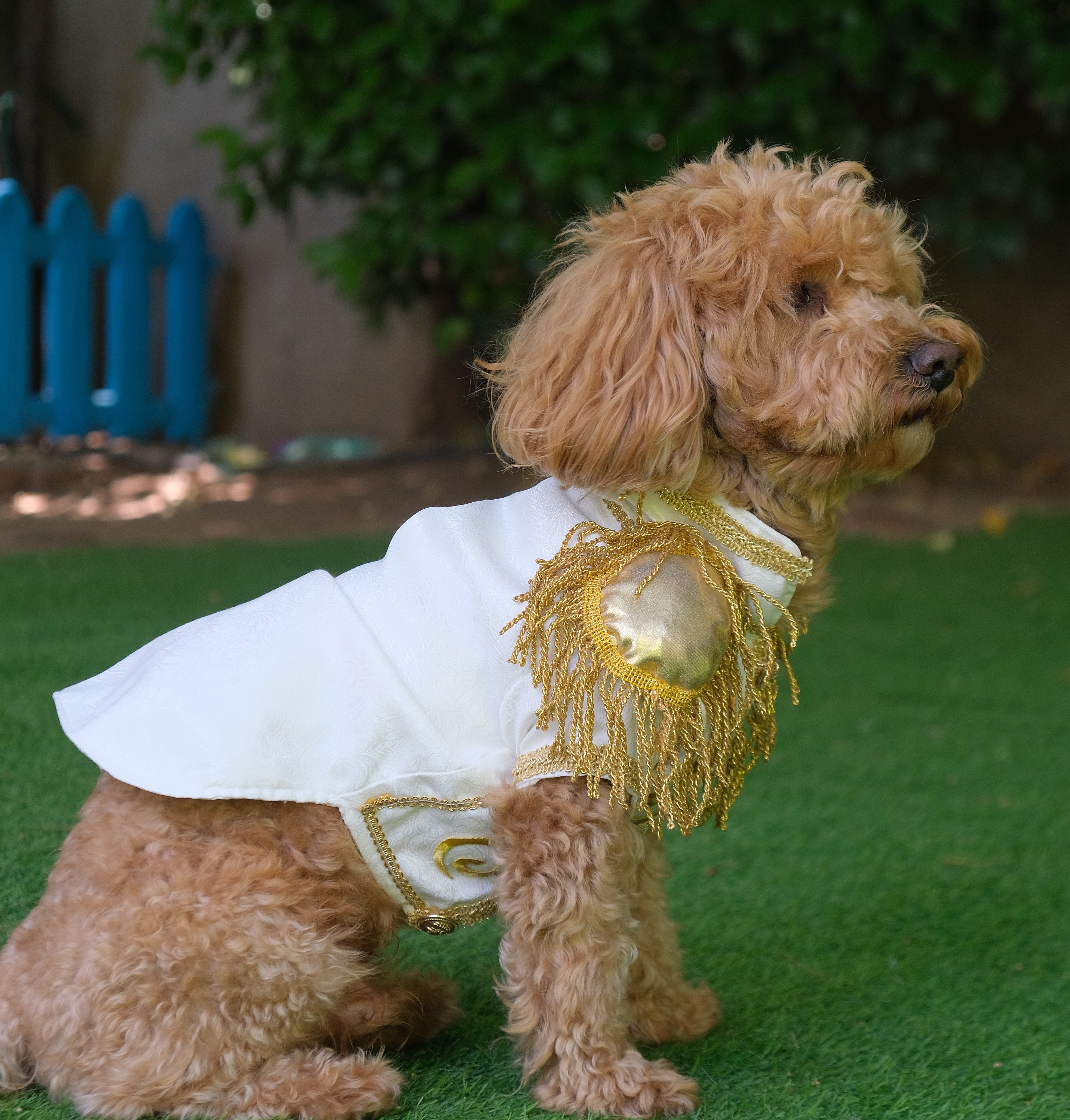 Patilance Pet Butik reyonu